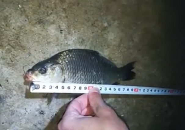 Проучване за коригиране на размерите на рибите разрешени за задържане
